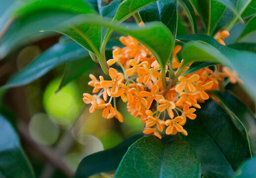 秋に咲く、オレンジ色で良い香りの金木犀の花
