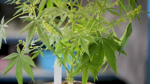 Cannabis flower male. Research studies on cannabis in the lab.