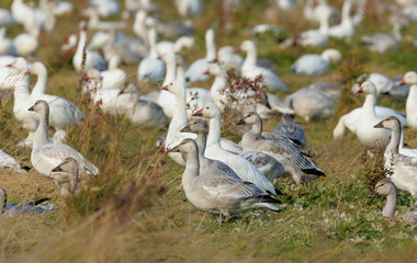 White Snow goose