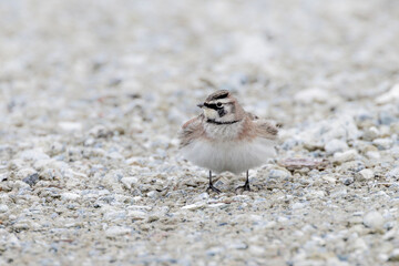 Horned Lark bird