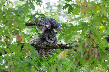 Great horned owl