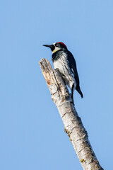  Acorn Woodpecker bird
