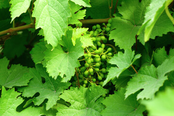 Green unripe grapes close-up in the garden. Grape vine