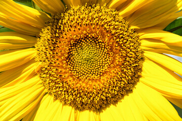 Yellow sunflower close-up on the field. Summer and autumn background