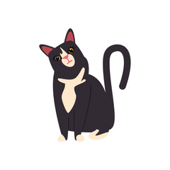 flat black and white cat