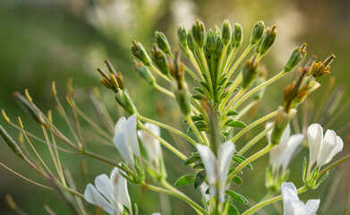 macro, splinter Wild spider flowe Cleome gynandra
