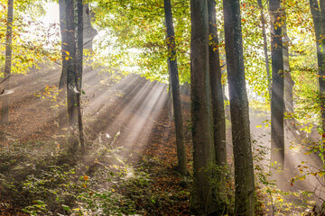Rayons de lumière pénétrant dans un sous-bois en automne