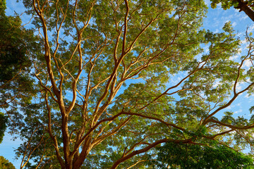 mighty tree  against blue sky