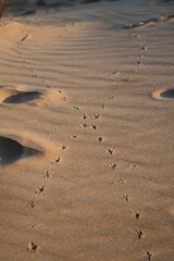 Vertical shot of long footprints on sand dunes with a pattern