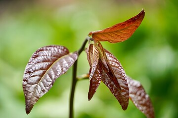 Fall leaves. Fresh purple leaves in garden.