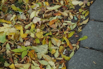autumn leaves on the ground