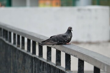 pigeon on the fence