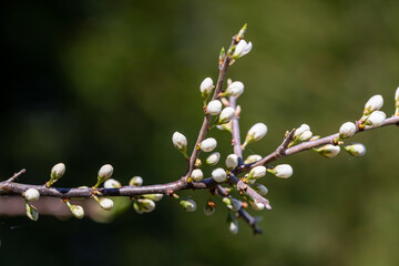 Prunus spinosa flower growing in meadow, close up
