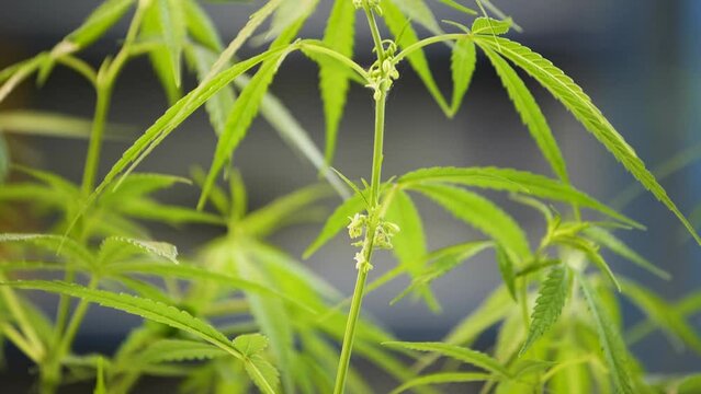 Cannabis flower male. Research studies on cannabis in the lab.