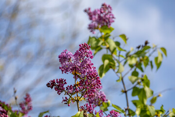 Syringa vulgaris flower growing in meadow, macro	