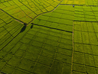 high angle view of rice field