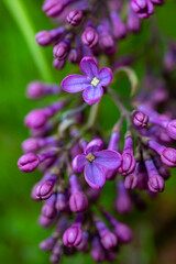 Syringa vulgaris flower growing in meadow, macro	