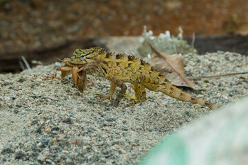 Chameleon