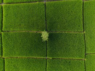 high angle view of rice field