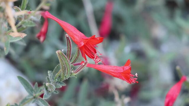 Red flowering axillaterminal indeterminate raceme inflorescences of Epilobium Canum, Onagraceae, native perennial monoclinous deciduous herb in the San Emigdio Mountains, Transverse Ranges, Autumn.