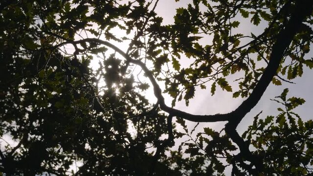 Catherine Park (Tsarskoye Selo). Oak branches in the background light.