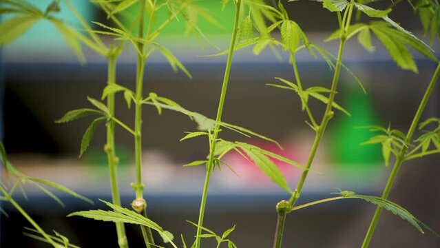 Cannabis flower male. Research studies on cannabis in the lab.