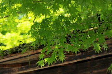 新緑のもみじと古民家の屋根