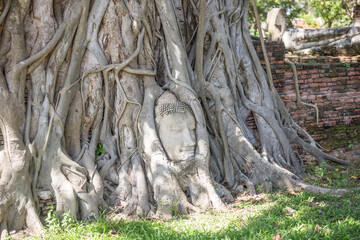 The Buddha head in the tree at Wat Mahathat is amazing Thailand and popular with tourists from all over the world