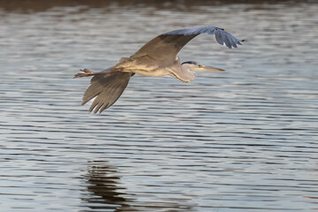 Great Heron is flying.
