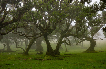 Fototapeta premium Posto Florestal Fanal on foggy day