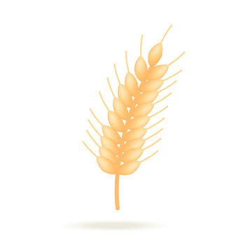 Yellow ripe ear of wheat with seeds and spires on stem 3D icon. Organic gold harvest of grain 3D vector illustration on white background. Agriculture, cereals crop, farm food production concept