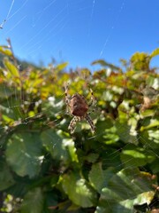 spider on a web