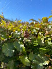 Fototapeta premium spider on a web