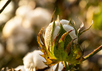 Close up photo of ripe cotton field. Concept of cotton harvest.