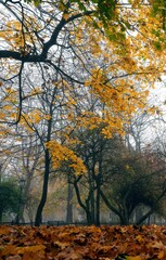 Kolorowa jesień na krakowskich plantach w mglisty poranek - obrazy, fototapety, plakaty