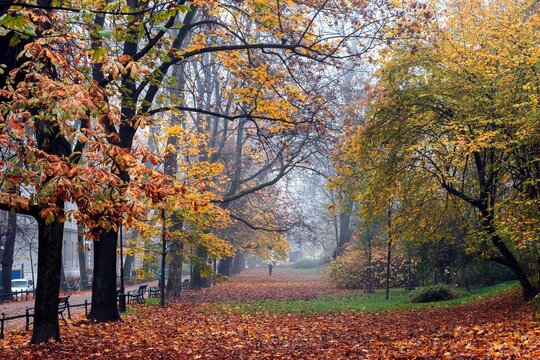 Kolorowa jesień na krakowskich plantach w mglisty poranek