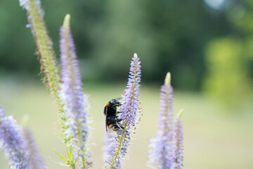 Dunkle Erdhummel Königin (Bombus terrestris) auf Blüte von Kandelaberehrenpreis Lavendelturm (Veronicastrum virginicum)