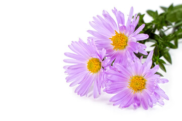 Flowers of September on a white background. Three purple Asters close-up.