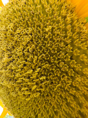 close up of yellow sunflowers sensitive focus
