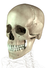 Cranium © 4th Life Photography