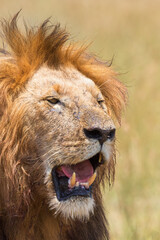 Male Lion with open mouth showing his big fangs