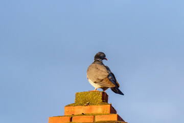 Dove on a chimney against a blue sky
