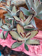 Obraz premium KALANCHOE TOMENTOSA 