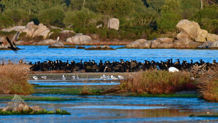 flock of cormorants birds in lagoon San Teodoroon island Sardinia