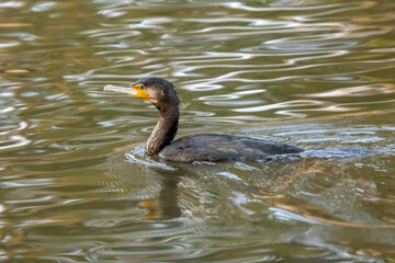 Commorant is swimming.