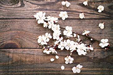 Flowering branch with white delicate flowers on wooden surface.