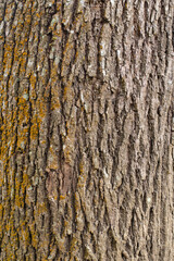Close up big tree bark texture background, pattern and abstract
