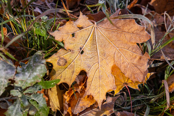 autumn leaves on the ground