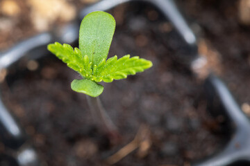 Marijuana cannabis on blurred background