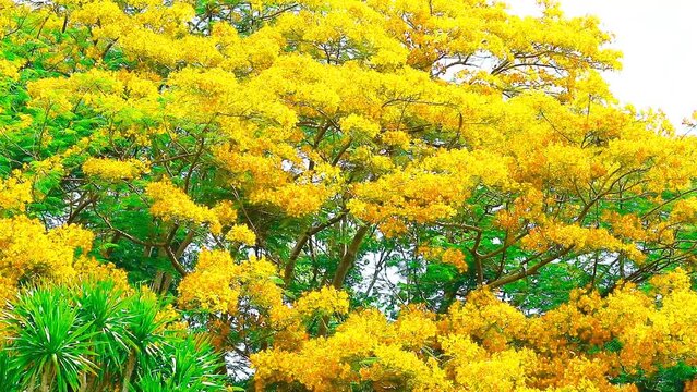 Yellow flame tree full bloom on top of park in the summer